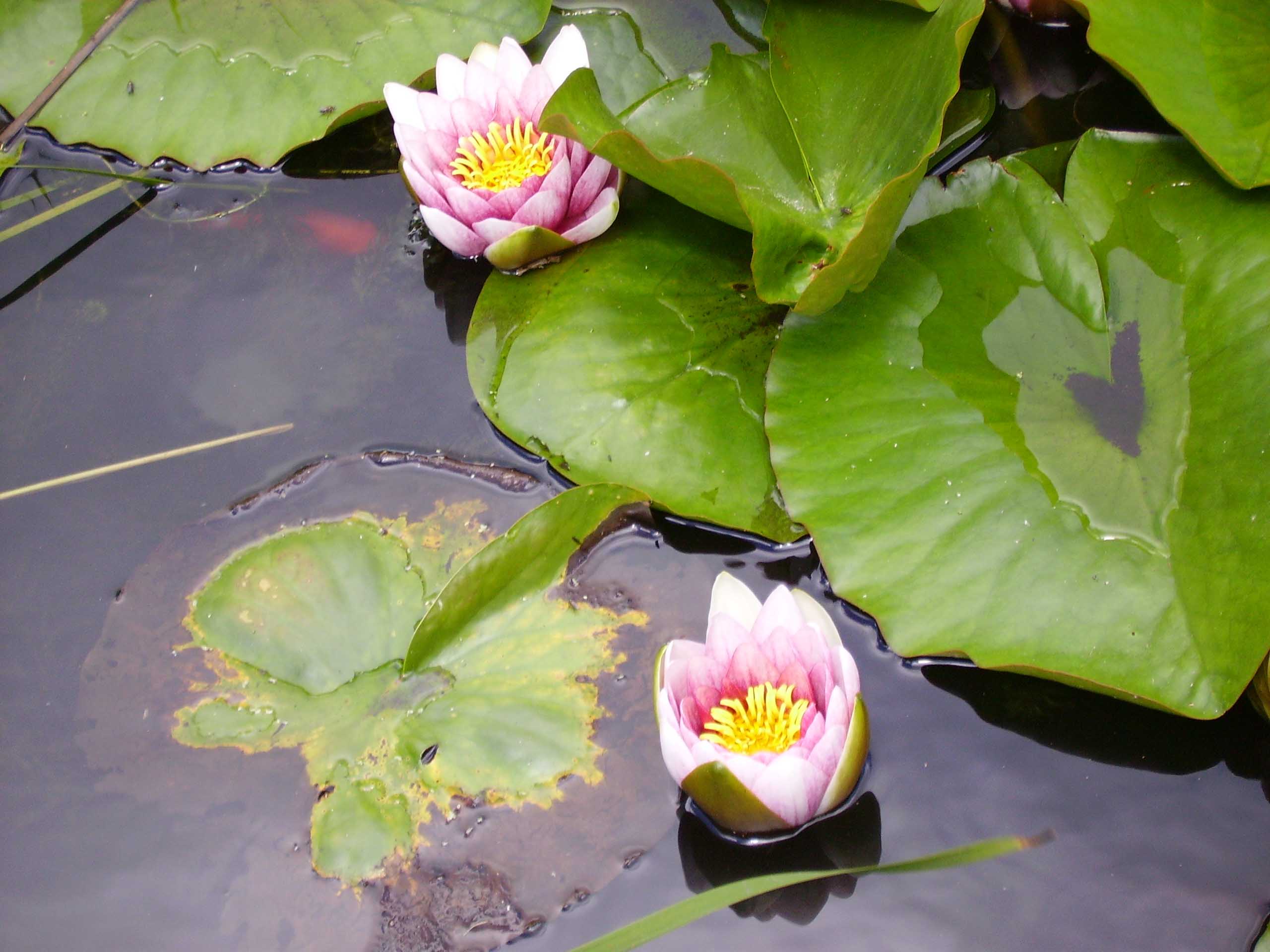 water flowers