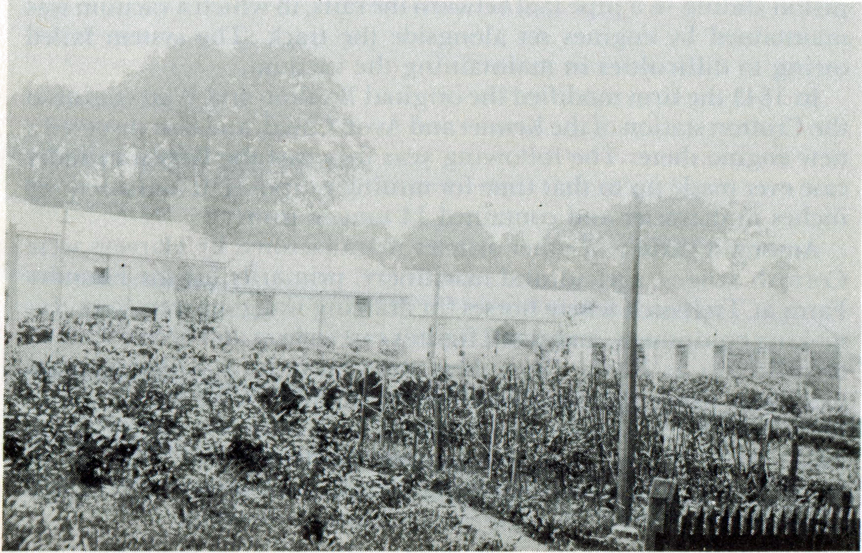 Foundry Hill cottages, Hayle