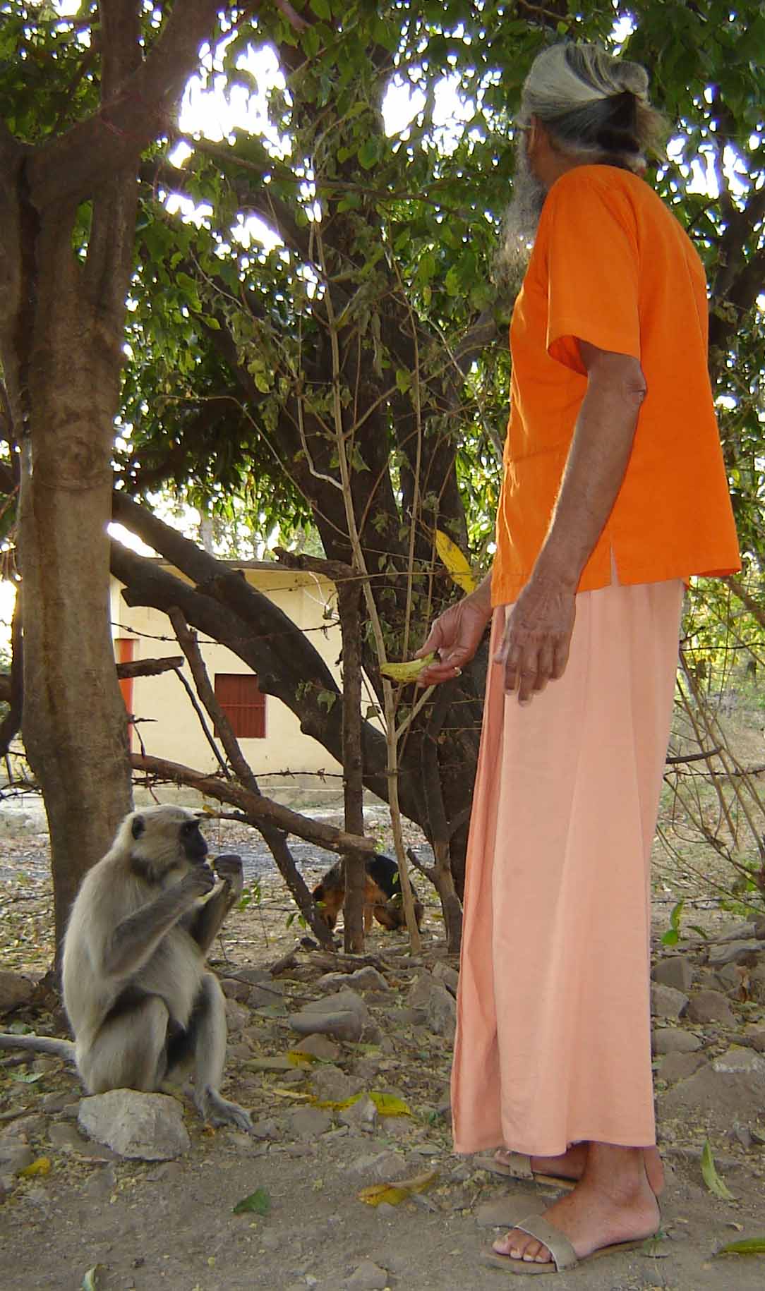 Dandi Swami Narayananand & monkey